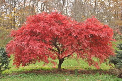 Acer palmatum (japanska Maple)